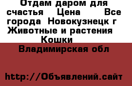 Отдам даром для счастья. › Цена ­ 1 - Все города, Новокузнецк г. Животные и растения » Кошки   . Владимирская обл.